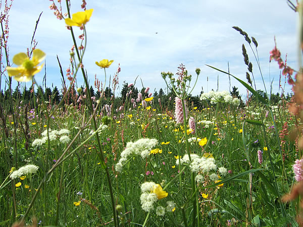 Blumenwiese